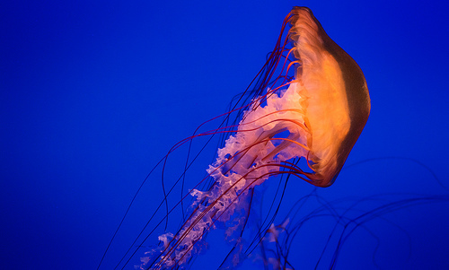 3484350478_de1486c377