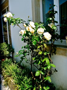 Rosal en Casa da Rebolta