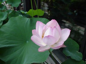 fior-di-loto fior-di-loto