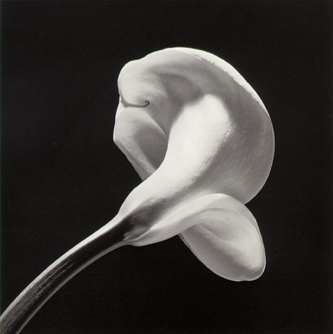 mapplethorpe_calla