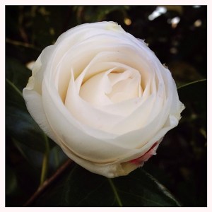 50b5094ab13811e3bbef121e54b44c78_8