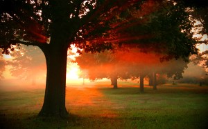 8589130437419-dawn-wallpaper-hd