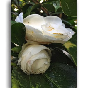 11098319_784516548301426_221832540_n