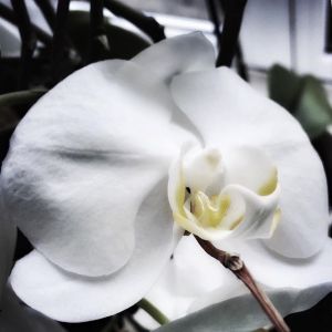 11249572_1135224599838512_1210566953_n