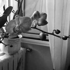 12677448_1284687141548497_700946373_n