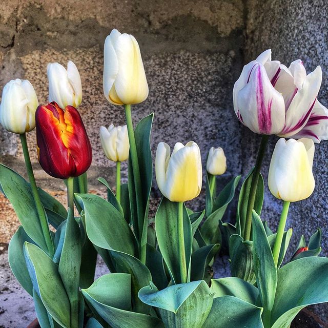 13099091_1540478509588443_342817623_n