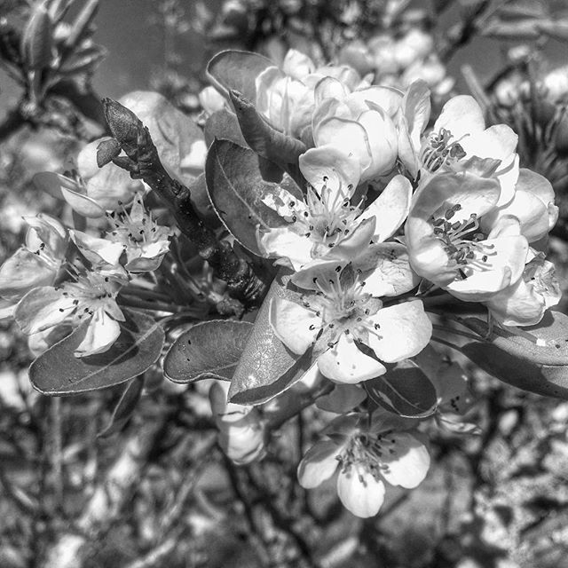 12976435_753396571463679_1184598430_n