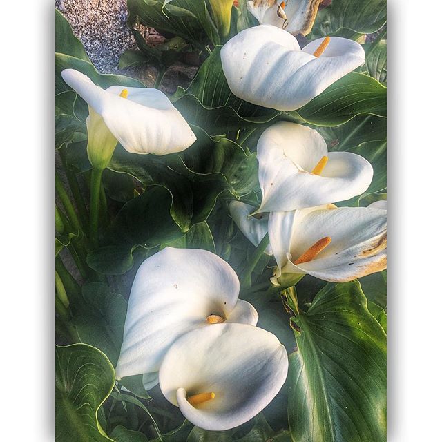 13183297_764799616987823_285855797_n