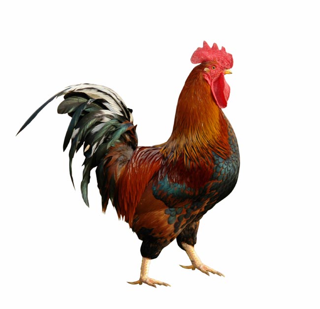 Rooster-and-Alzerbol-in-a-dream